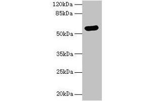 Western blot All lanes: ARSG antibody at 8 μg/mL + Hela whole cell lysate Secondary Goat polyclonal to rabbit IgG at 1/10000 dilution Predicted band size: 58 kDa Observed band size: 58 kDa (ARSG anticorps  (AA 17-525))