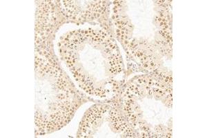 Immunohistochemistry analysis of paraffin-embedded mouse testis using,AF10 (ABIN7075234) at dilution of 1: 1200