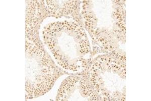 Immunohistochemistry analysis of paraffin-embedded mouse testis using,AF10 (ABIN7075234) at dilution of 1: 1200 (MLLT10 anticorps)