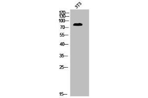 Western Blot analysis of 3T3 cells using Phospho-MRE11 (S264) Polyclonal Antibody (Mre11 anticorps  (pSer264))