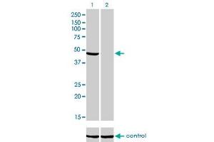 Western blot analysis of NDUFV1 over-expressed 293 cell line, cotransfected with NDUFV1 Validated Chimera RNAi (Lane 2) or non-transfected control (Lane 1).