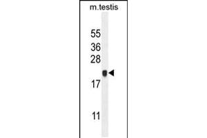 Western blot analysis in mouse testis tissue lysates (35ug/lane). (C4orf46 anticorps  (C-Term))