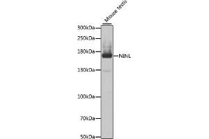 Western blot analysis of extracts of mouse testis, using NINL antibody (ABIN6133263, ABIN6144633, ABIN6144634 and ABIN6223492) at 1:1000 dilution. (NINL anticorps  (AA 1-190))