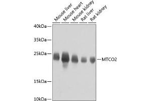 Western blot analysis of extracts of various cell lines, using MTCO2 antibody (ABIN7266639) at 1:800 dilution. (COX2 anticorps  (AA 100-200))