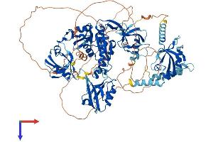 AlphaFold protein structure predicition of Human Recombinant DLG1 Protein, UniprotID Q12959