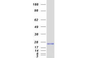 Validation with Western Blot