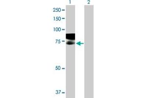 Western Blot analysis of GAPVD1 expression in transfected 293T cell line by GAPVD1 MaxPab polyclonal antibody. (GAPVD1 anticorps  (AA 1-629))