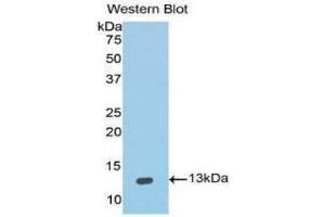 Western Blotting (WB) image for anti-Interleukin 4 (IL4) (AA 25-153) antibody (ABIN1859431) (IL-4 anticorps  (AA 25-153))