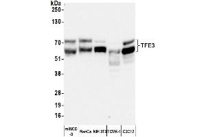 anti-Transcription Factor E3 (TFE3) (AA 500-550) antibody