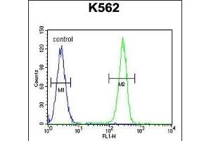 OR52D1 Antibody (C-term) (ABIN654851 and ABIN2844516) flow cytometric analysis of K562 cells (right histogram) compared to a negative control cell (left histogram). (OR52D1 anticorps  (C-Term))