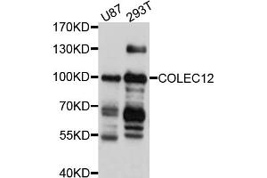 Western blot analysis of extracts of various cell lines, using COLEC12 antibody (ABIN5997484) at 1/1000 dilution.
