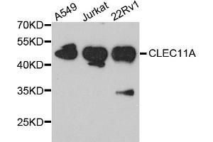 Western blot analysis of extracts of various cell lines, using CLEC11A antibody (ABIN5995552) at 1/1000 dilution.