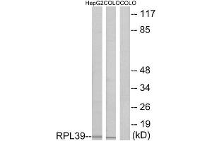 Western Blotting (WB) image for anti-Ribosomal Protein L39 (RPL39) (N-Term) antibody (ABIN1850638) (RPL39 anticorps  (N-Term))