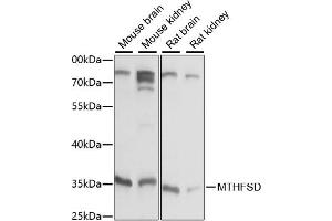 Western blot analysis of extracts of various cell lines, using MTHFSD antibody (ABIN6290625) at 1:1000 dilution.