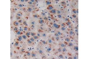 IHC-P analysis of Human Tissue, with DAB staining. (Endonuclease G anticorps  (AA 16-290))