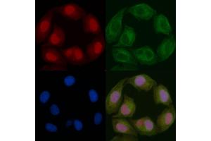 Nucleophosmin Mouse Monoclonal Antibody staining Hela cells by IF/ICC.