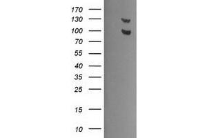 Image no. 8 for anti-Ubiquitin Specific Peptidase 7 (Herpes Virus-Associated) (USP7) antibody (ABIN1498595) (USP7 anticorps)