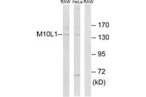 Western blot analysis of extracts from HeLa/RAW264. (MOV10L1 anticorps  (AA 318-367))