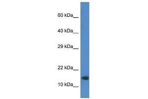 Western Blot showing Rnf122 antibody used at a concentration of 1. (RNF122 anticorps  (Middle Region))