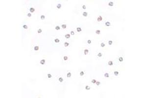 Immunohistochemistry (IHC) image for anti-Fras1 Related Extracellular Matrix Protein 2 (FREM2) (Middle Region) antibody (ABIN1030933) (FREM2 anticorps  (Middle Region))