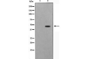 Western blot analysis on HepG2 cell lysate using STRAD Antibody,The lane on the left is treated with the antigen-specific peptide. (STRADA anticorps  (Internal Region))