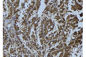 ABIN6268886 at 1/100 staining Mouse testis tissue by IHC-P. (Connexin 43/GJA1 anticorps  (C-Term))