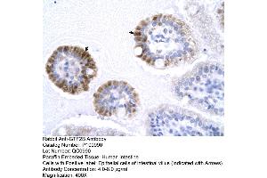 Human Intestine (GTF2B anticorps  (N-Term))