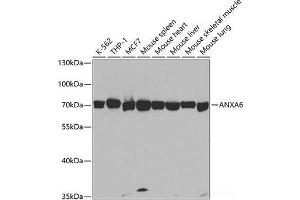 Western blot analysis of extracts of various cell lines using ANXA6 Polyclonal Antibody at dilution of 1:1000. (ANXA6 anticorps)