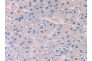 Used in DAB staining on fromalin fixed paraffin-embedded Spleen tissue (HPSE anticorps  (AA 54-278))