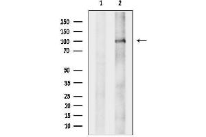 Western blot analysis of lysates from Mouse heart, using DZIP1 Antibody.