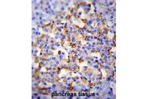 CMGA Antibody (C-term) immunohistochemistry analysis in formalin fixed and paraffin embedded human pancreas tissue followed by peroxidase conjugation of the secondary antibody and DAB staining.