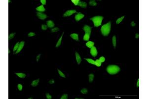 Immunofluorescence of purified MaxPab antibody to PA2G4 on HeLa cell. (PA2G4 anticorps  (AA 1-394))
