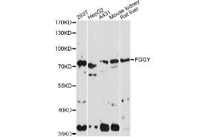 Western blot analysis of extracts of various cell lines, using FGGY antibody. (FGGY anticorps)