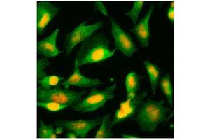 Immunofluorescence (IF) image for anti-Alanine Glyoxylate Aminotransferase (AGXT) (AA 330-392) antibody (ABIN452656)