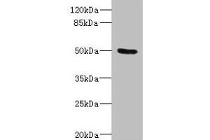 Western blot All lanes: PTPN18 antibody IgG at 2. (PTPN18 anticorps  (AA 1-210))