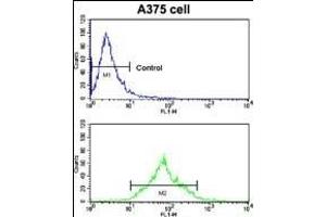 Flow cytometric analysis of  cells using EphA7 Antibody (N-term) (bottom histogram) compared to a negative control cell (top histogram).