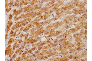 IHC image of ABIN7155996 diluted at 1:200 and staining in paraffin-embedded human liver tissue performed on a Leica BondTM system. (HMGCL anticorps  (AA 28-325))