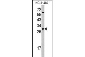 Western blot analysis of SFRS5 antibody (Center Y85) (ABIN390554 and ABIN2840889) in NCI- cell line lysates (35 μg/lane).
