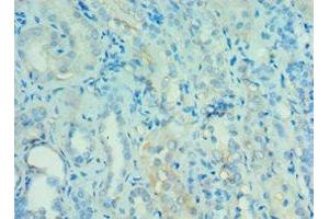 Immunohistochemistry of paraffin-embedded human kidney tissue using ABIN7144121 at dilution of 1:100