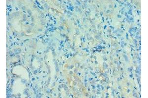 Immunohistochemistry of paraffin-embedded human kidney tissue using ABIN7144121 at dilution of 1:100 (ANGPTL4 anticorps  (AA 26-406))