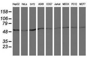 Image no. 2 for anti-Archain 1 (ARCN1) antibody (ABIN1497572)