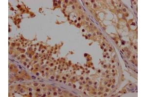 IHC image of ABIN7161793 diluted at 1:100 and staining in paraffin-embedded human testis tissue performed on a Leica BondTM system. (NFAT1 anticorps  (AA 210-440))