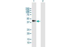 Western Blot analysis of PDGFD expression in transfected 293T cell line by PDGFD MaxPab polyclonal antibody.