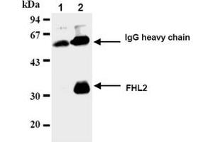 Western Blotting (WB) image for anti-Four and A Half LIM Domains 2 (FHL2) antibody (ABIN487469) (FHL2 anticorps)
