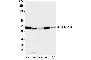 Western Blotting (WB) image for anti-TSC22 Domain Family, Member 4 (TSC22D4) (AA 345-395) antibody (ABIN7452984)