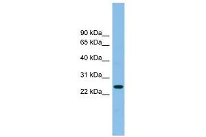 Tetraspanin 4 antibody used at 1 ug/ml to detect target protein. (TSPAN4 anticorps  (Middle Region))