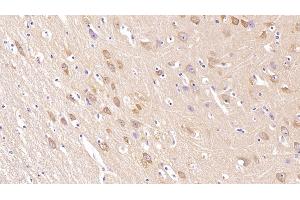 Detection of NRGN in Human Cerebrum Tissue using Monoclonal Antibody to Neurogranin (NRGN) (Neurogranin anticorps  (AA 1-67))