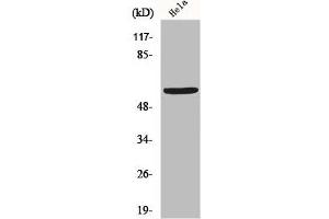 Western Blot analysis of Hela cells using GM2/GD2 synthase Polyclonal Antibody (B4GALNT1 anticorps  (Internal Region))