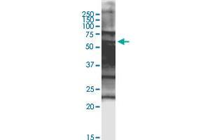 SPZ1 monoclonal antibody (M08), clone 3D12. (SPZ1 anticorps  (AA 1-430))