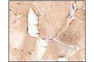 Immunohistochemistry of JPH1 in mouse skeletal muscle tissue with this product at 2.